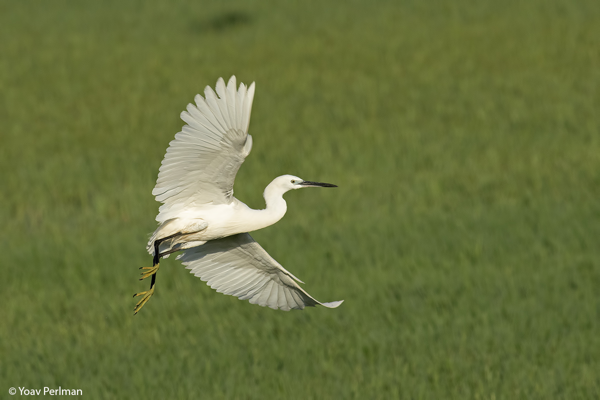 Little egret